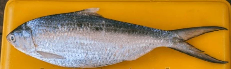DESKRIPSI IKAN TERUBUK (Tenualosa ilisha)